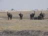 Elephants in Chobe (photo - Marg Phelps)