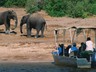 Elephant encounter on a game cruise