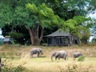 Visitors come daily to Ruckomechi Camp