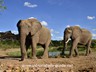 Elephants at the waterhole