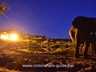 Evening at the waterhole