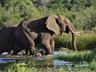 Elephants coming out of the waterhole