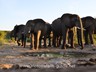 Whole herds of elephants can be seen