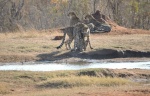 Guided safaris