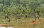 Guided safaris