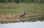 Guided safaris