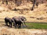 Watching the waterhole