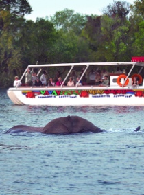 Zambezi River sunset safari plus adrenalin or safari activities, bundled into a package deal