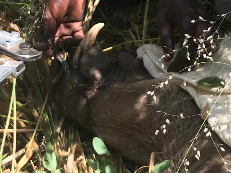 Warthog caught in a snare