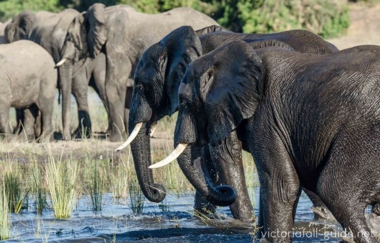 African Elephants in Zimbabwe