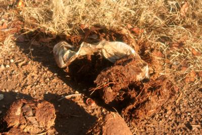 Elephant Poo with Plastic