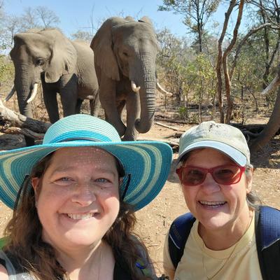 Walking with Elephants