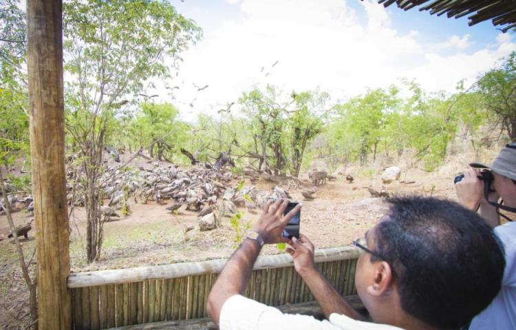 Vulture Culture - the vulture feeding experience at Victoria Falls Safari Lodge in Victoria Falls, Zimbabwe