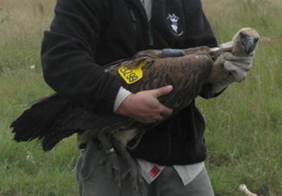 Courtesy of Mankwe Vulture Research project