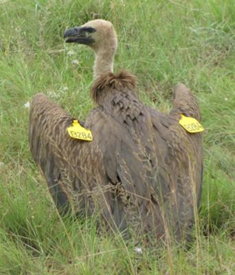 Courtesy of Mankwe Vulture Research project