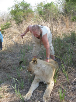 Rubbing the belly of the Lion