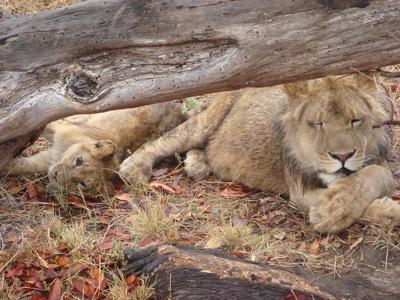 Kings and Prince of the Jungle