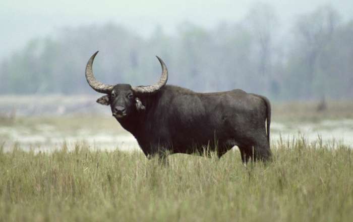 African Buffalo - fearsome member of the Big Five