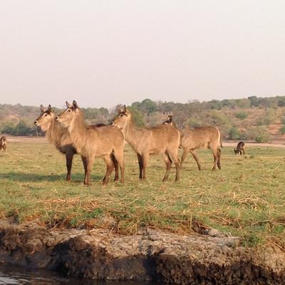 In Chobe National Park