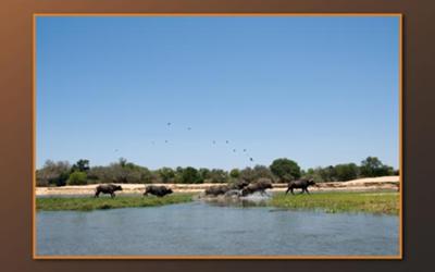 Cape Buffalo at Mana Pools NP