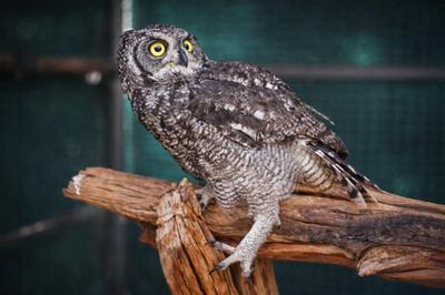 Spotted Eagle-Owl