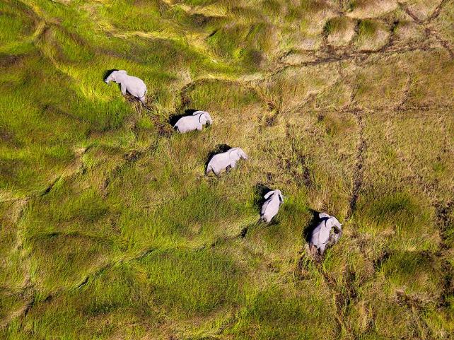 Elephant and trails seen from the air