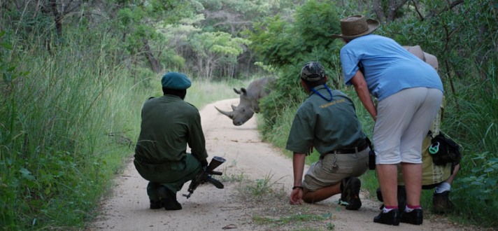 Search for the endangered rhino