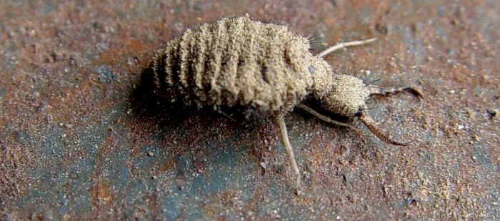 Antlion (photo by Scott Robinson)