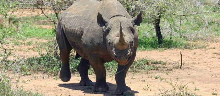 The Big Five - Black rhino