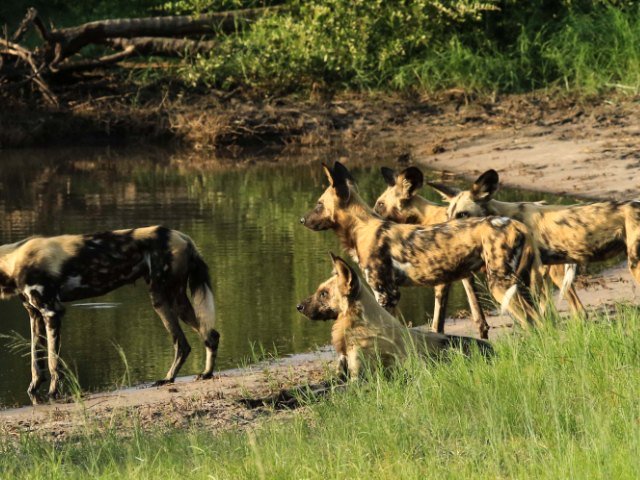 African wild dog