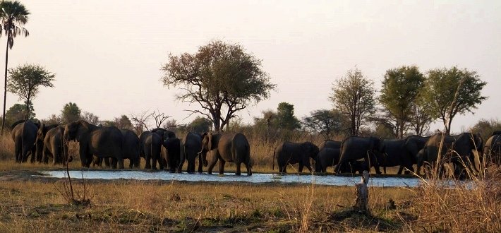 Elephants visit regularly
