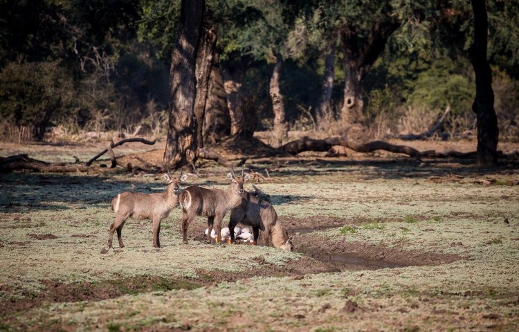 Variety of wildlife