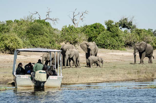 More elephants