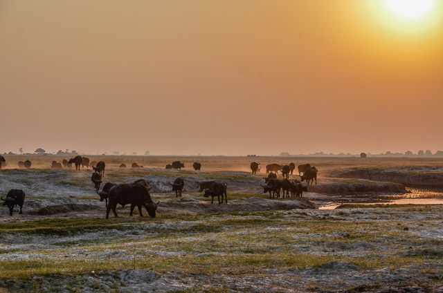 Cape buffalo