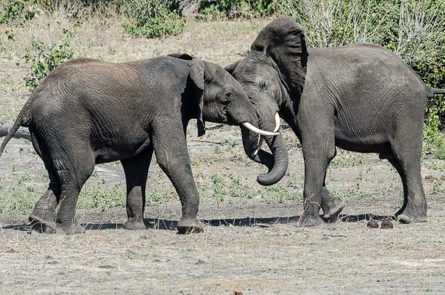 Elephants in Chobe