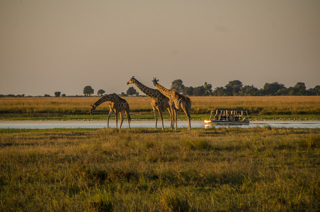 Magestic giraffe