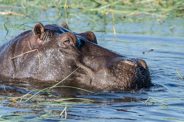 Hippos in the Chobe River