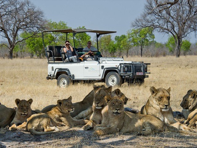 Lions ona game drive