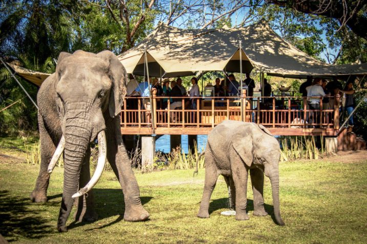 Elephants by the cafe