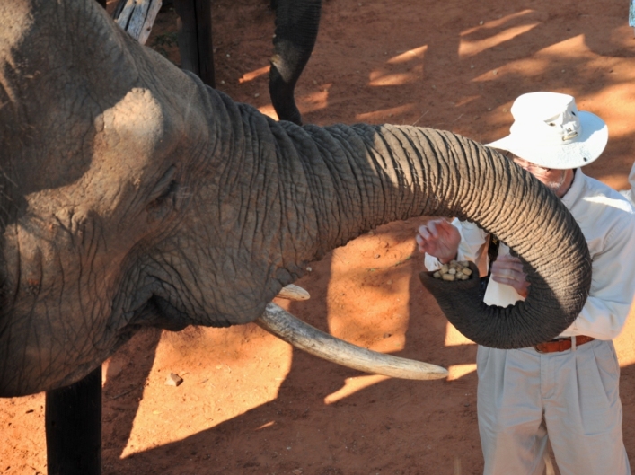 Guests meet and interact with elephants