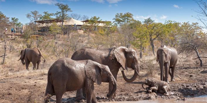 Bathing elephants in front of camp