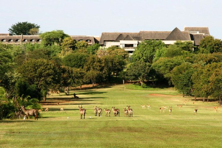 Kudu and waterbuck on the golf course