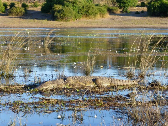 Nile croc in the river