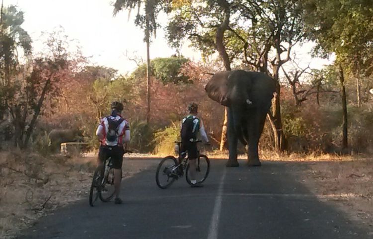 Cyclists encounter a bull elephant on Zambezi Drive, Victoria Falls, Zimbabwe