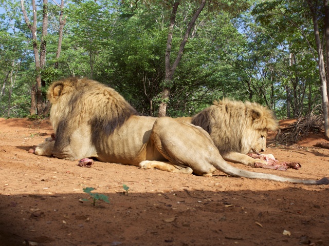 Lion encounter