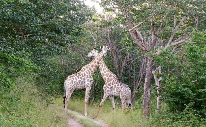 Giraffe along a game drive