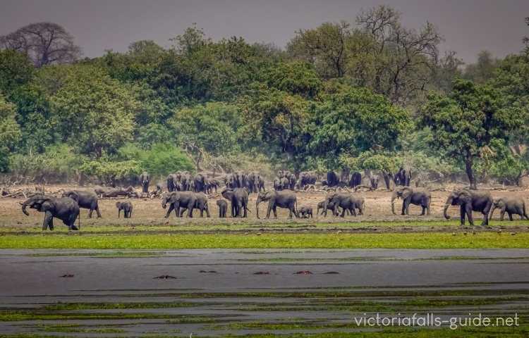 Elephants of Gonarezhou National Park, Zimbabwe