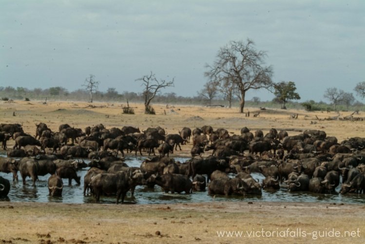 Hwange waterhole teaming with wildlife