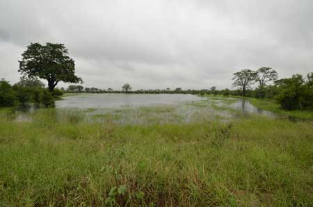 Hwange National Park in the rainy season