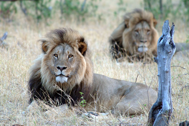 Big cats in Hwange